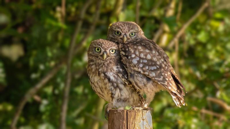 two little owls snuggling on top of a stump