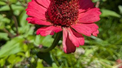 One of our bees landing on a pink zinnia