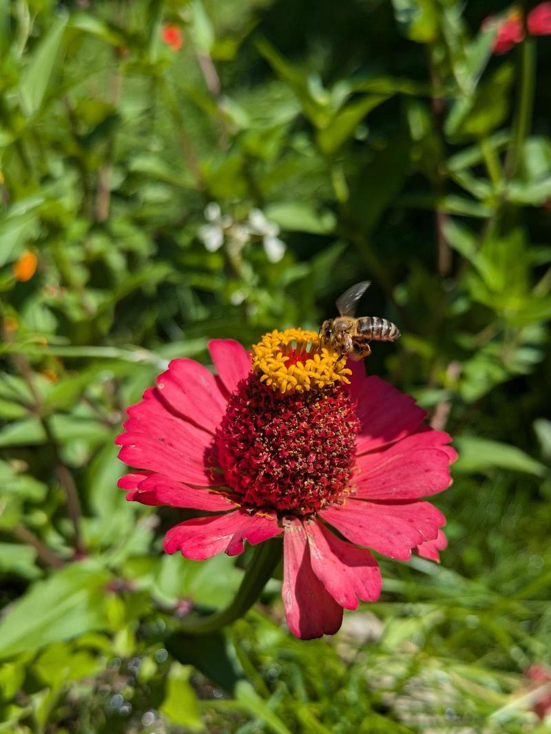 One of our bees landing on a pink zinnia