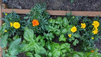 looking down at vibrant basil and marigold plants growing in a raised garden bed