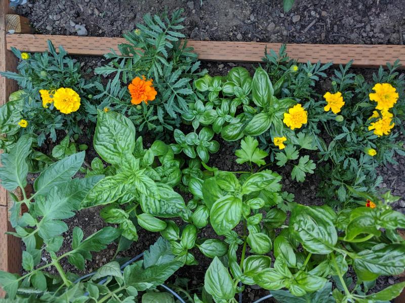 looking down at vibrant basil and marigold plants growing in a raised garden bed
