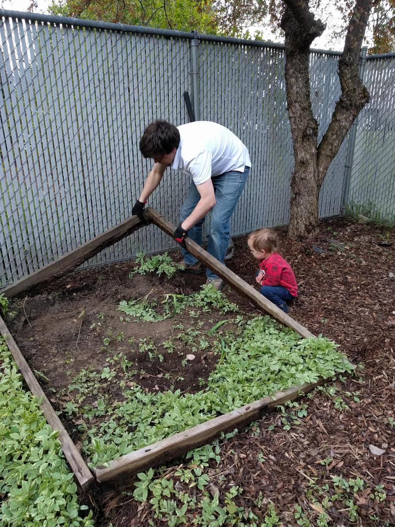 Randy lifts a corner of a wooden garden box frame, pulling it out of a weed-strewn area by a fence, while our 2-year-old watches