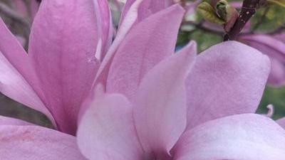 an open magnolia blossom