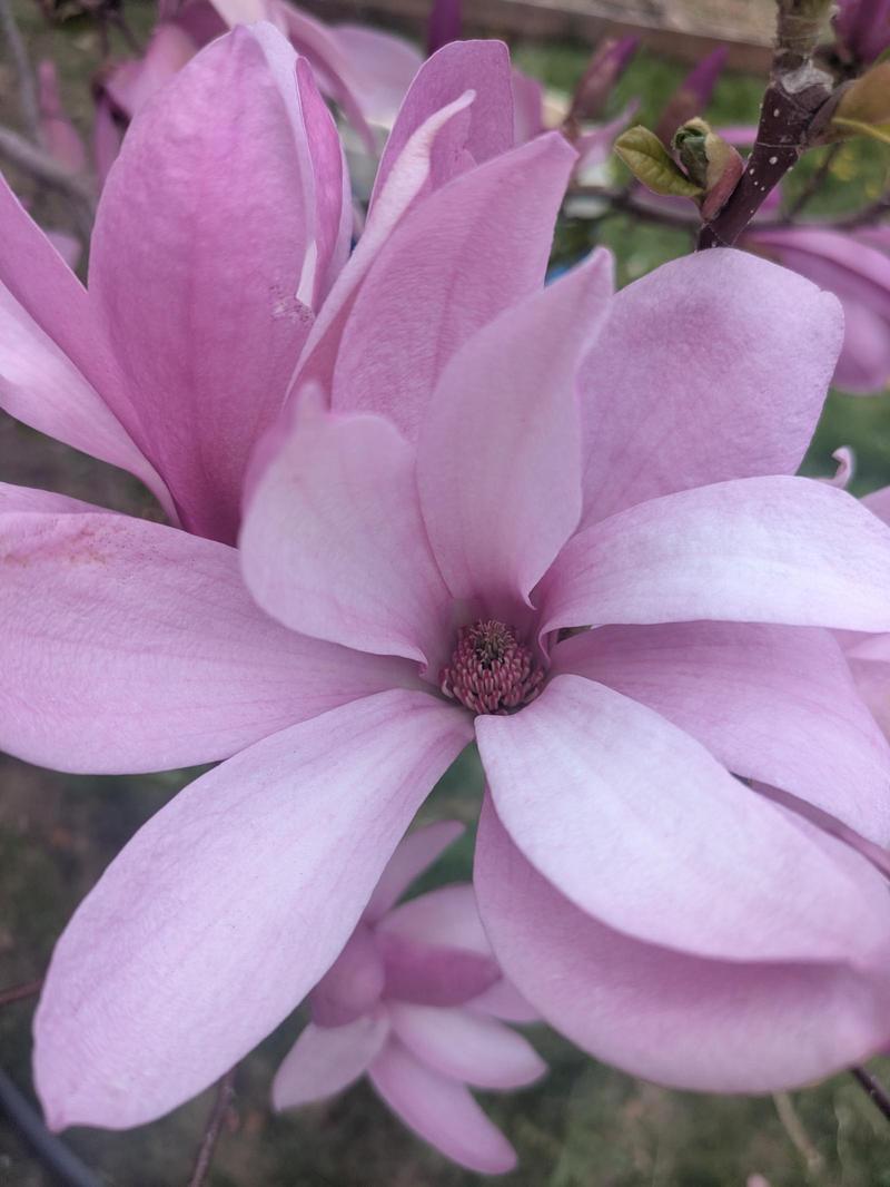 an open magnolia blossom