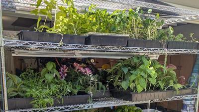 seedlings on shelves