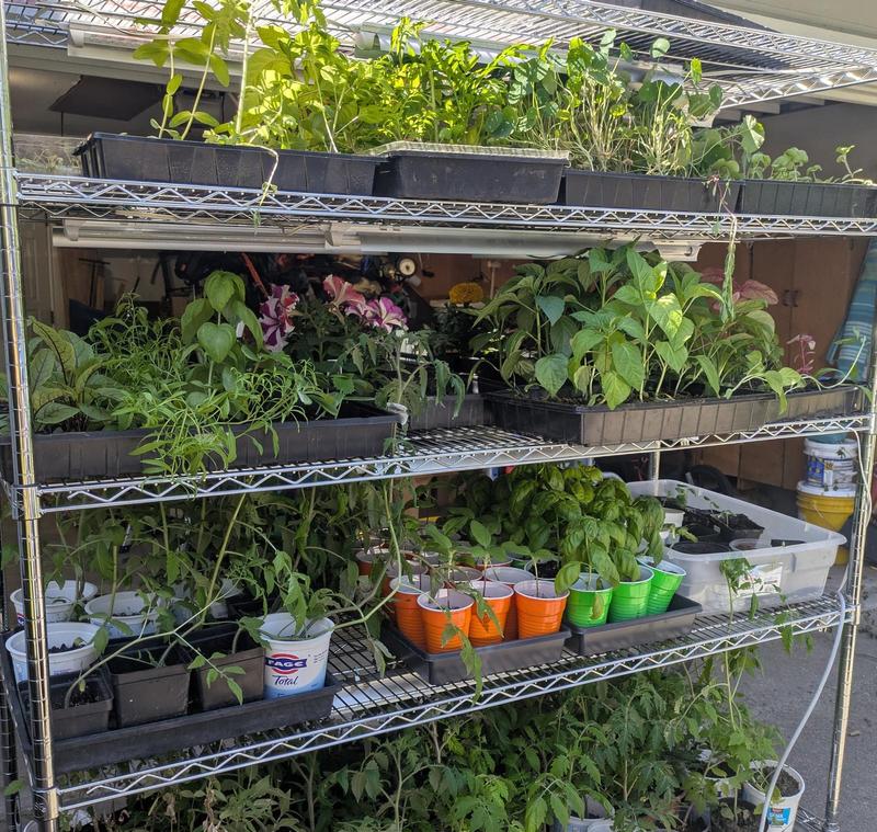 seedlings on shelves