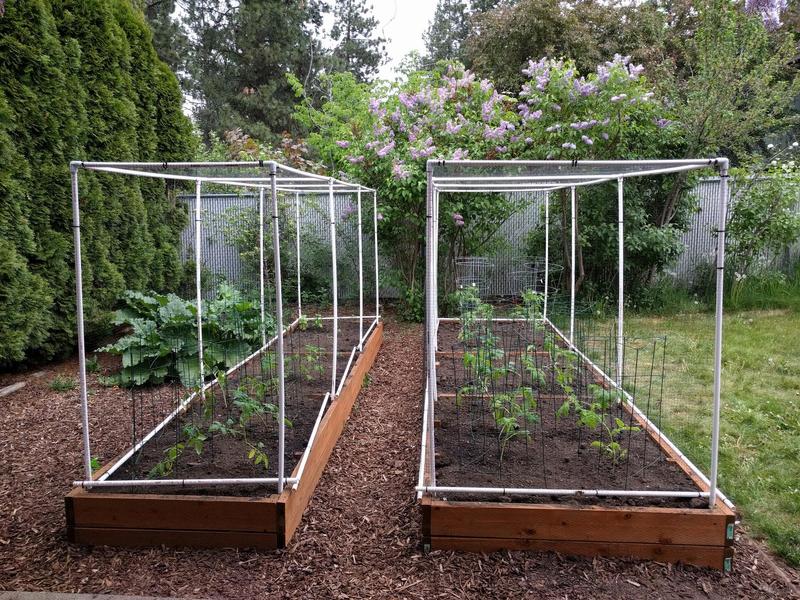 two long garden beds with tomato plants in them and a pvc-and-netting cover over the top