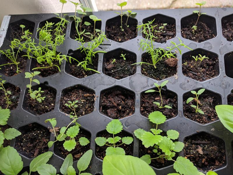 a plastic seed starting tray full of little green sprouts