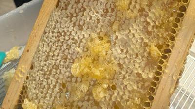 fresh honey and comb spread on a warm slice of sourdough bread