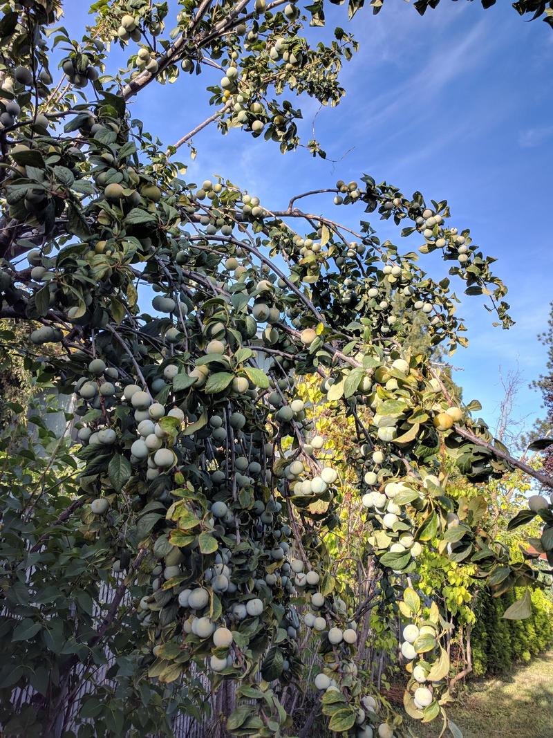 branches of a plum tree hanging down under the weight of the fruit