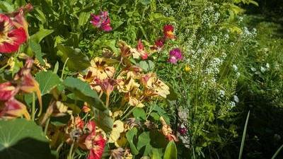sun shining on a verdant mess of snapdragons, nasturtiums, alyssum in a garden