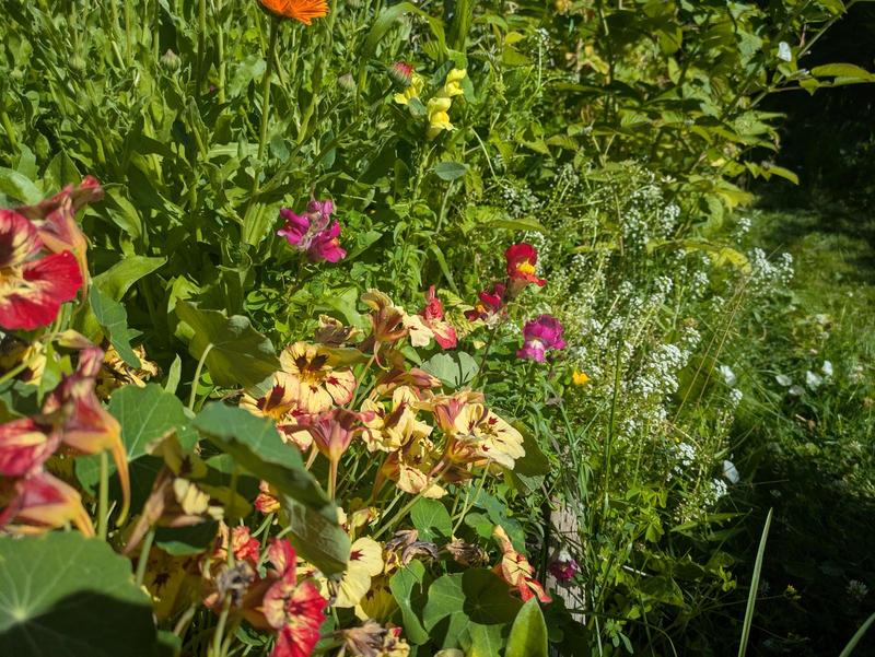 sun shining on a verdant mess of snapdragons, nasturtiums, alyssum in a garden