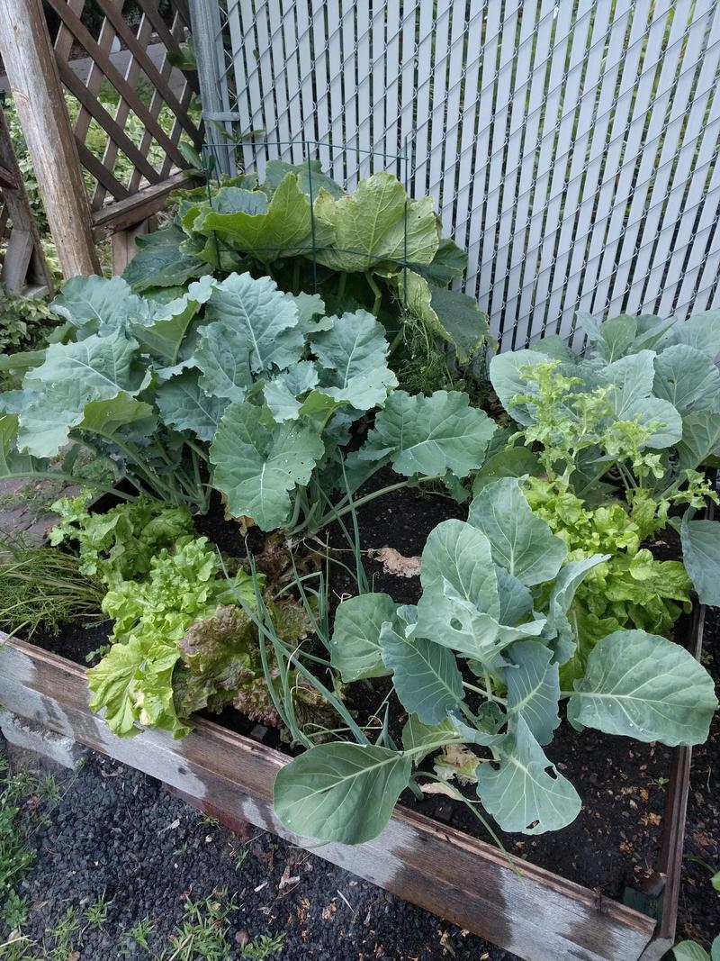 a garden bed full of kale, lettuce, and other greens