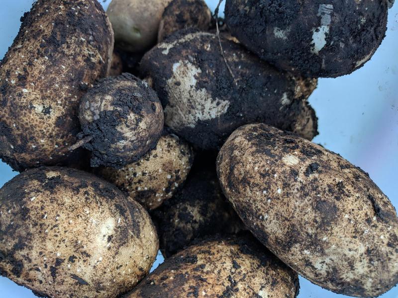 dirty potatoes in a bucket