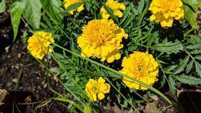 yellow marigolds in a garden bed
