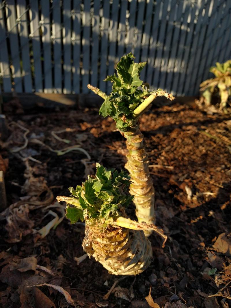 little new kale leaves growing out of an old stalk