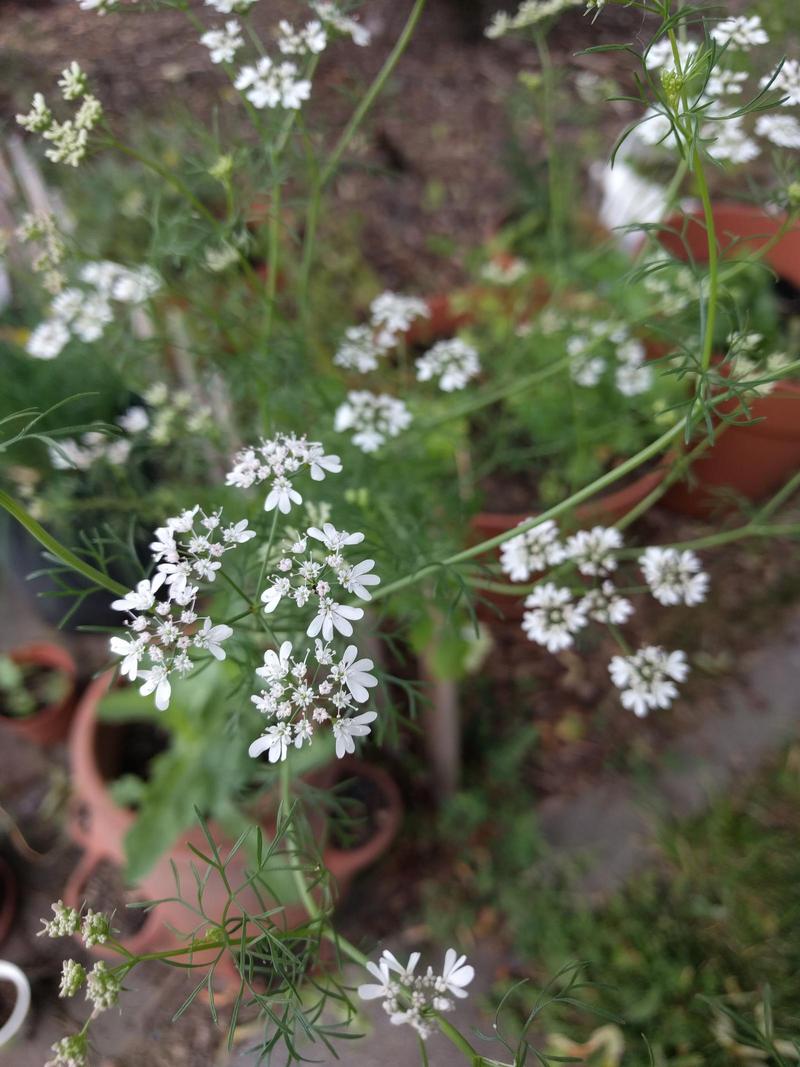 close up of delicate white cilantro flowers