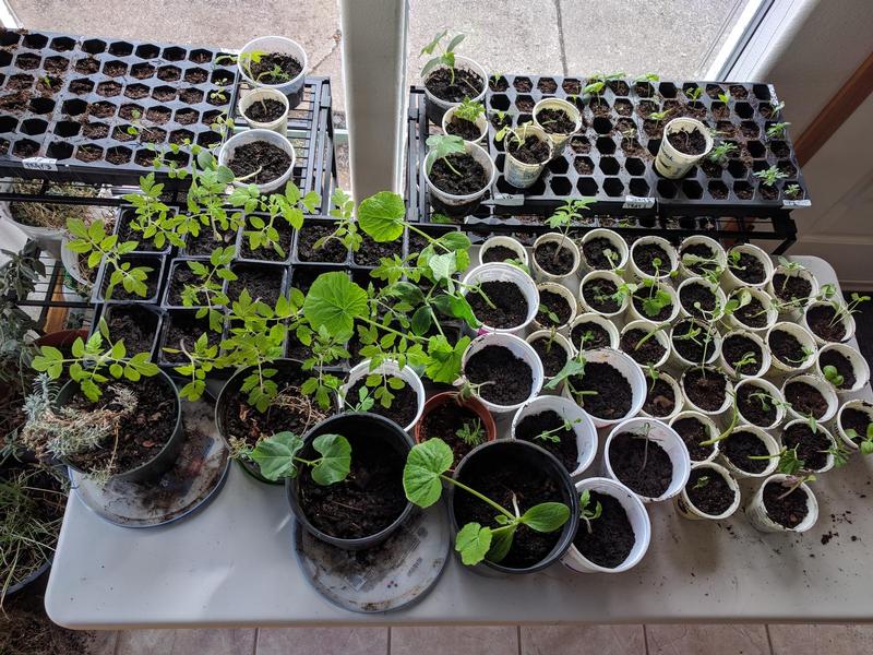 table and shelves with seed starting trays and little plastic cups full of tiny green seedlings