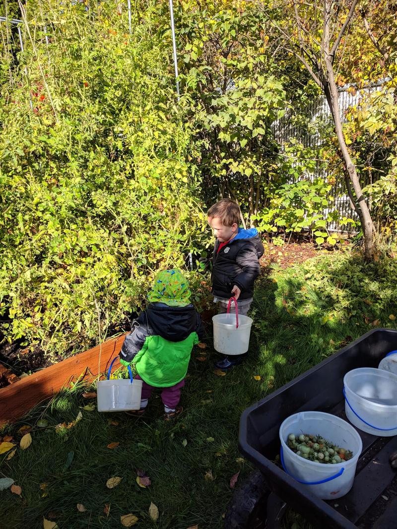 two kids with plastic buckets in front of a wall of tomato plants, picking tomatoes