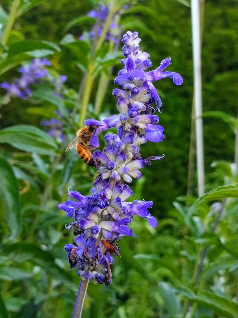 a bee alights on a stalk of purple marjoram flowers