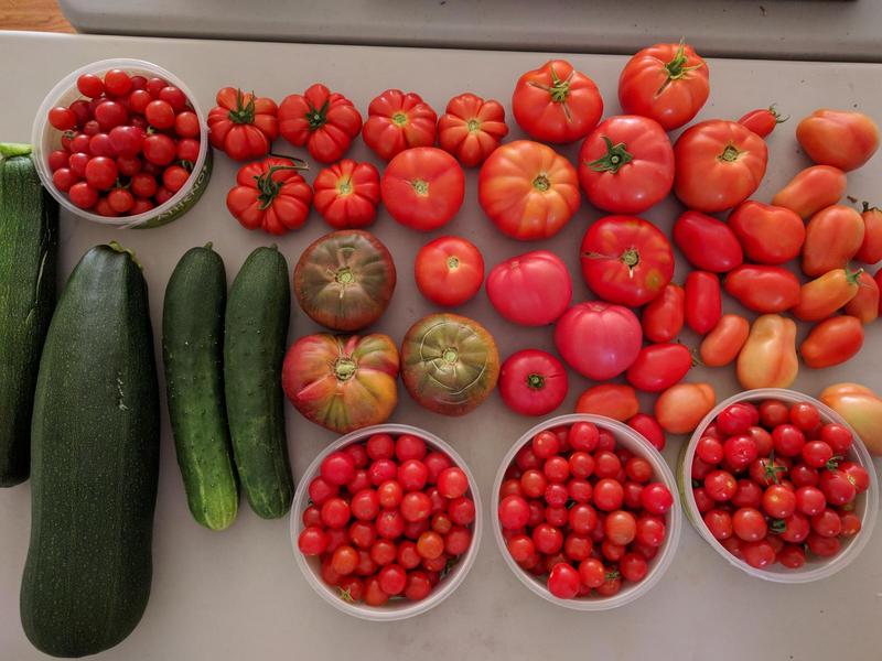 freshly picked tomatoes and zucchini lined up on a table