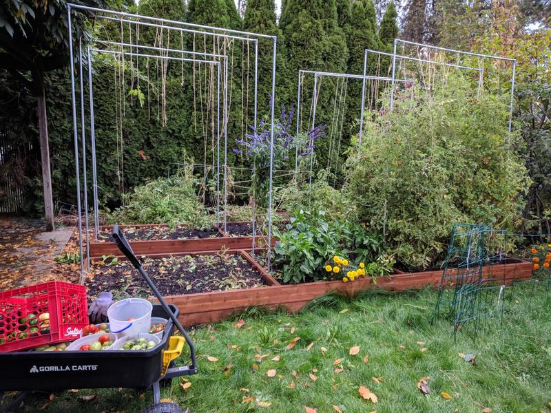 raised garden beds half full of tomato plants, half already harvested with dirt, discarded leaves, leftover twine remaining