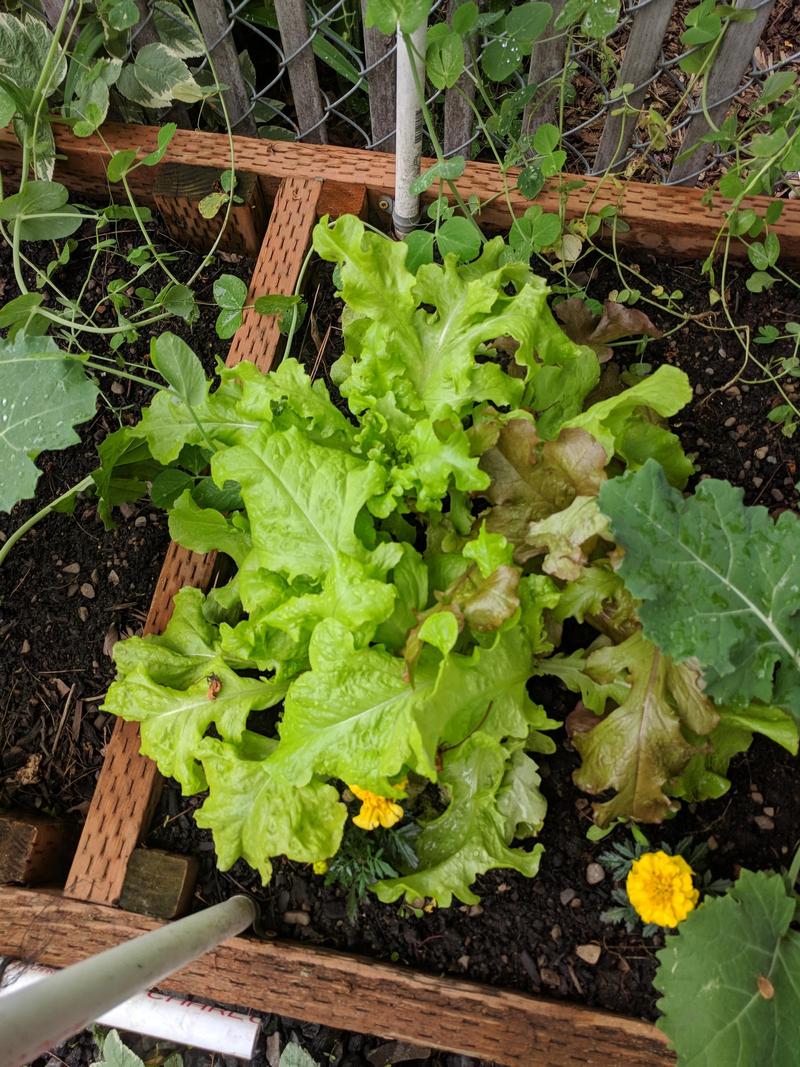 lettuce, peas, marigolds, and kale in a raised garden bed, damp with dew