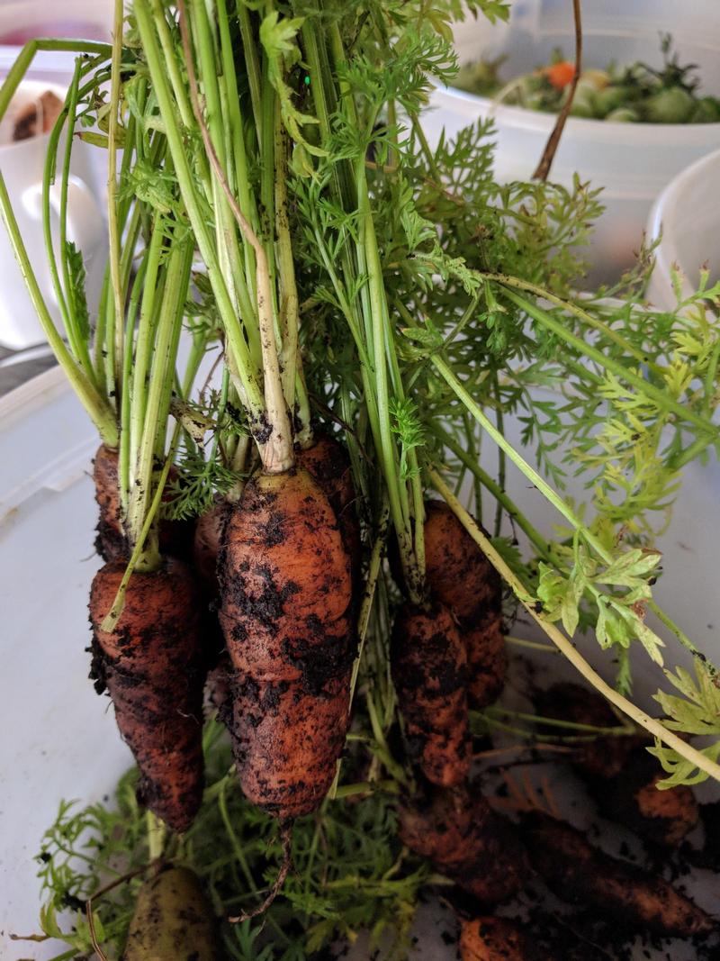 a bunch of little carrots, still with garden dirt on them