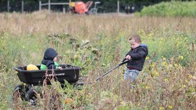 boy pulls a big black wagon of squash and his little sister through a weedy field