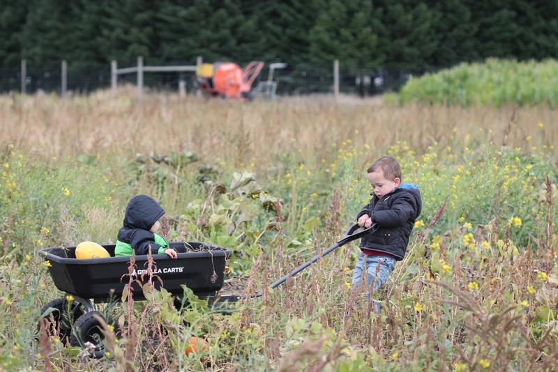 boy pulls a big black wagon of squash and his little sister through a weedy field