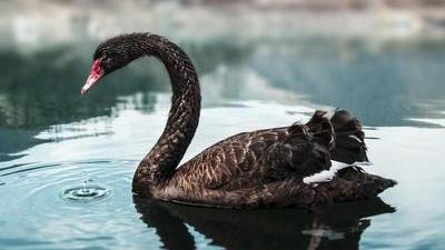 black swan floating on water