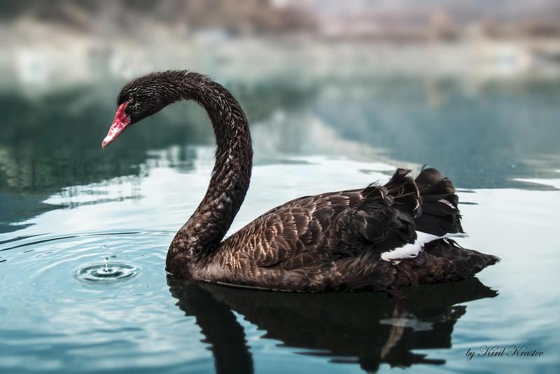 black swan floating on water