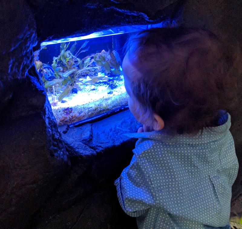 two year old peering into blue fish tank