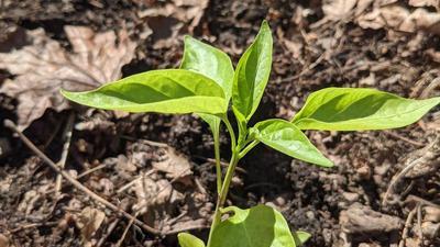 small pepper plant just planted in the dirt in the garden bed