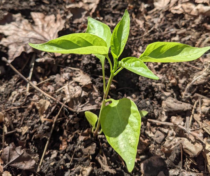 small pepper plant just planted in the dirt in the garden bed