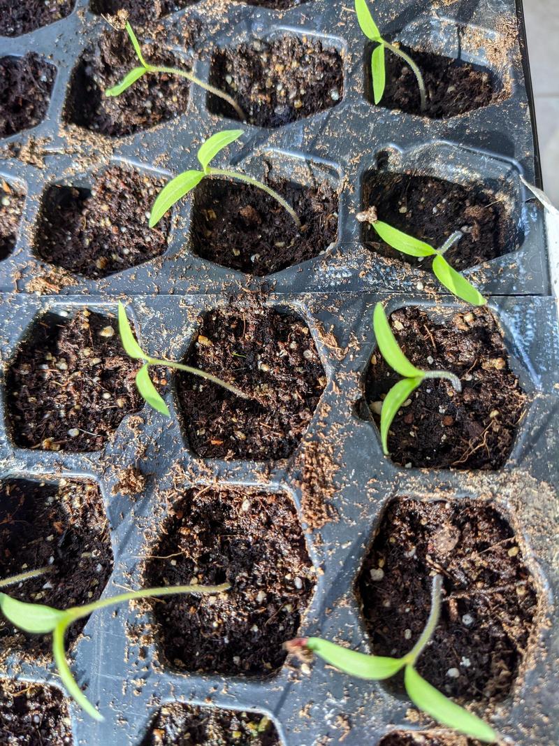 little tomato shoots in a seed starter tray