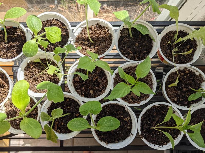 tray of seedlings in the sunshine by a window getting their first sets of real leaves