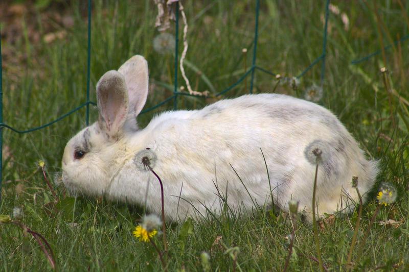 white bunny nibbling on dandelions in a lawn