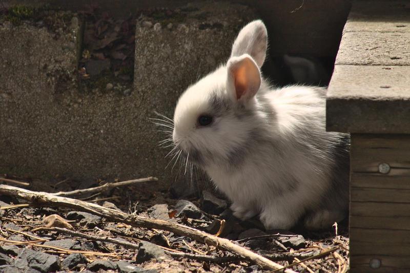 baby bunny peeking out from under the edge of a deck