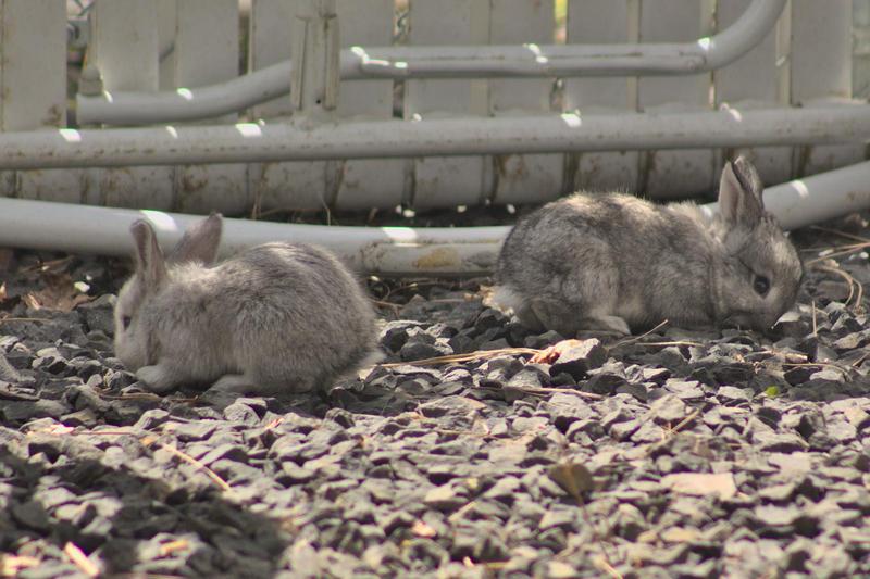 two gray bunnies nibbling weeds in a gravely rocky area