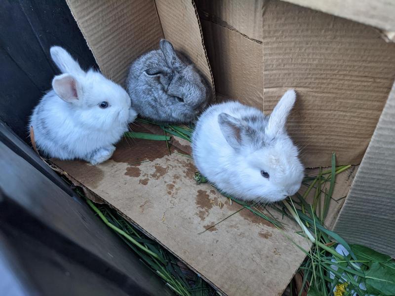 three baby bunnies hiding in a box