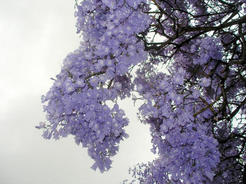 rain-coated purple jacaranda flowers