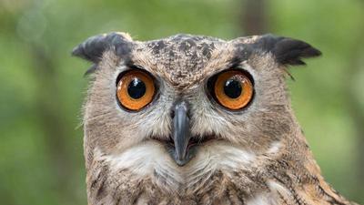 the face of a eurasian eagle owl looking with big yellow-gold eyes at you with a surprised but friendly face