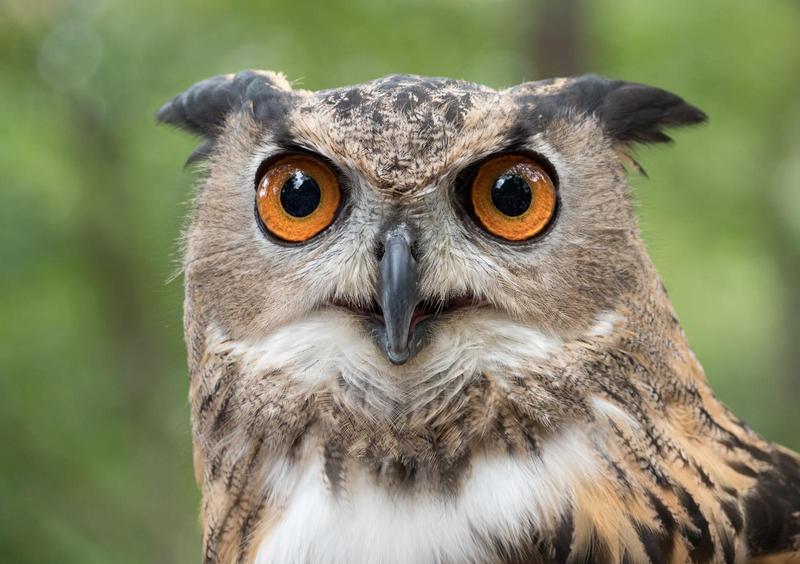 the face of a eurasian eagle owl looking with big yellow-gold eyes at you with a surprised but friendly face