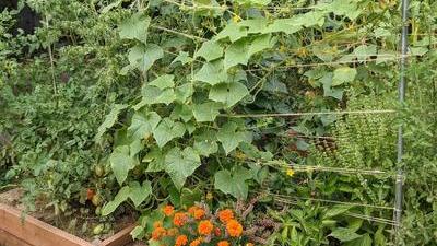 Tomatoes and cucumbers climbing their twine trellises, with marigolds, peppers, and basil underneath