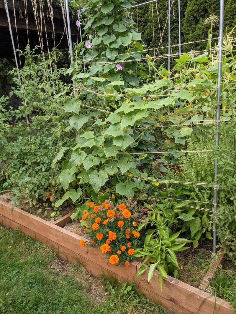 Tomatoes and cucumbers climbing their twine trellises, with marigolds, peppers, and basil underneath