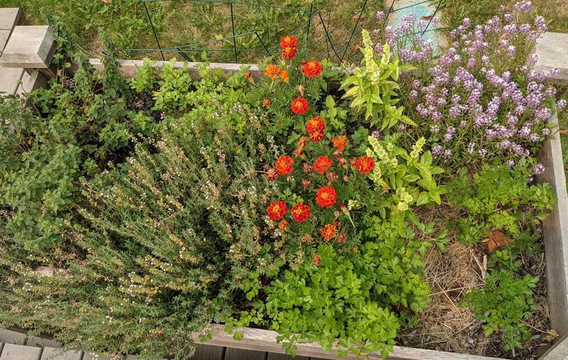 looking down on a garden bed of green herbs and marigold