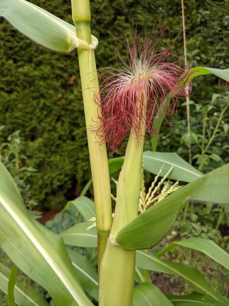 corn ear growing on a stalk, with purple white silk like a sea anemone