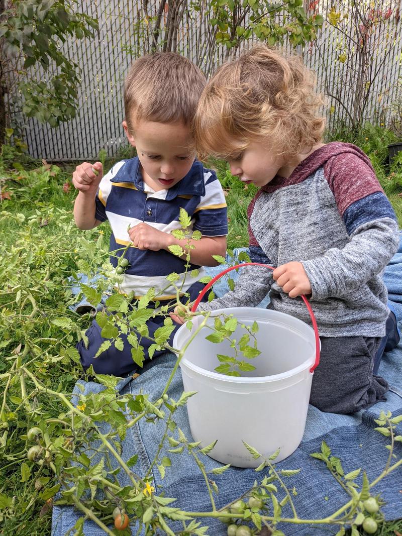 kids helping pull cherry tomatoes off the vine