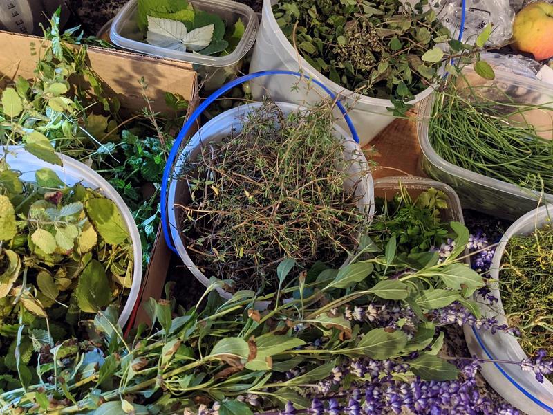 buckets of herbs ready for drying